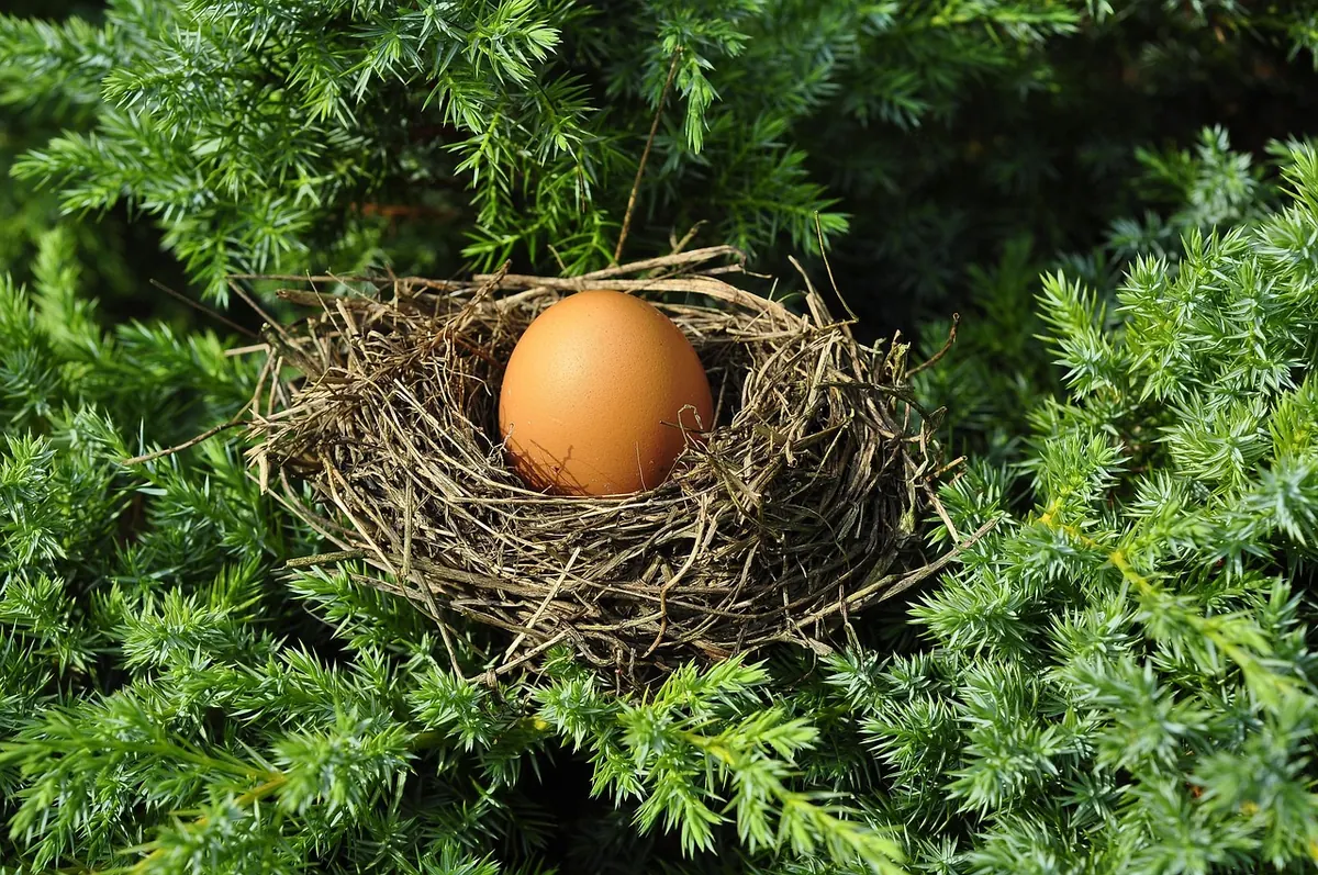 Empty Nest? A Gentle Guide to Rediscovering Yourself